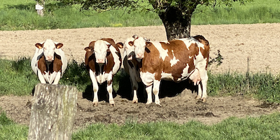 O queijo é feito com leite de um só rebanho, na própria fazenda